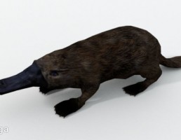 platypus (پلاستیک)