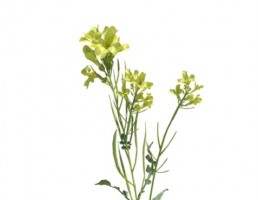 گیاه خردل متوسط