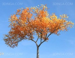 درخت در فصل پاییز