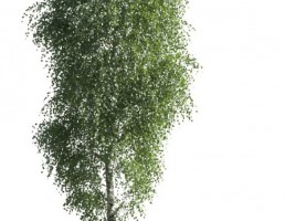 درخت