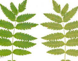 تکسچر شاخه متوسط