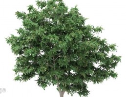 درخت افرا