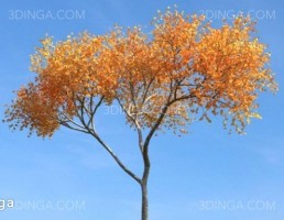 درخت در فصل پاییز