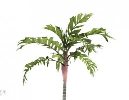 درخت نخل مناطق گرمسیری