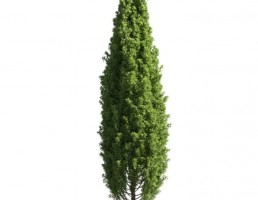 درخت