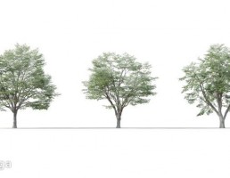 درخت Fagus