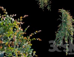 گیاه دنباله دار