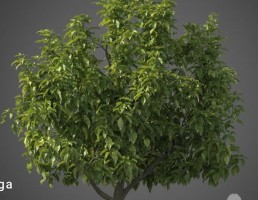 درخت نیمه گرمسیری