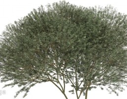 درخت وحشی