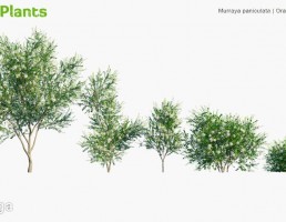 انواع درختچه های باغی