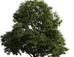 درخت بهاری