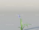 بوته گل اروپایی و آمریکای شمالی