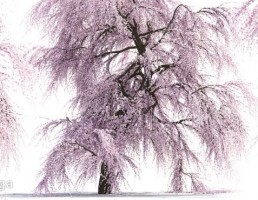 درخت ساکورا