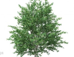 درخت کاج