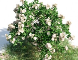 درخت Gardenia