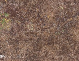تکسچر جنگل زمینی