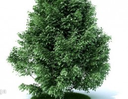 درخت کاج