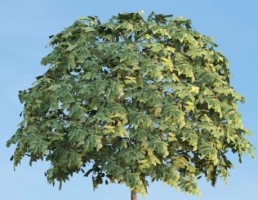 درخت Sorbus