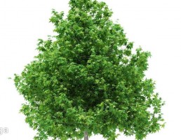 درخت کاج