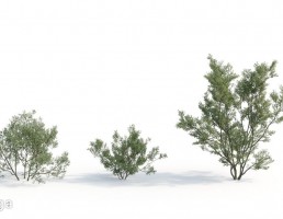 بوته گیاهان طبیعی