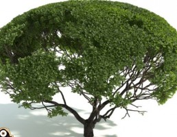 درخت پرچین