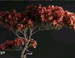 گل و گیاهان بونسای
