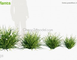 بوته گیاهان گلدار