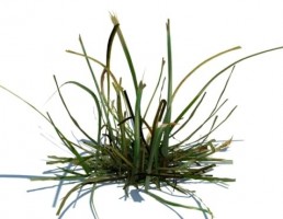 چمن طبیعی
