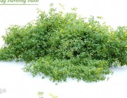 بوته گیاه