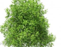 درخت زیتون